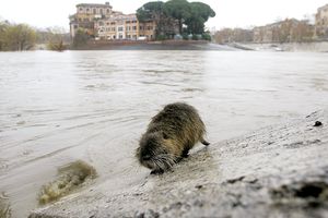 Nutria