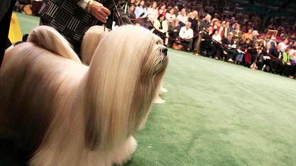 Westminster dog show: Can you name the most successful breeds? - Page 2 ...