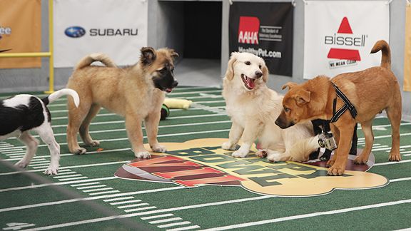 puppy bowl betting