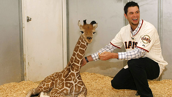 San Francisco Giants - Brandon Belt and wife Haylee Belt meet Brandon the  baby giraffe at Six Flags Discovery Kingdom in Vallejo, CA