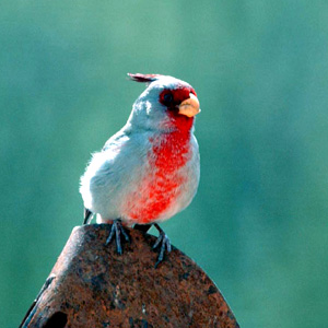 Desert Cardinal