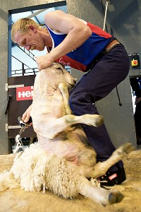 New Zealand farmers pitch sheep shearing as Olympic sport - Page 2 - ESPN