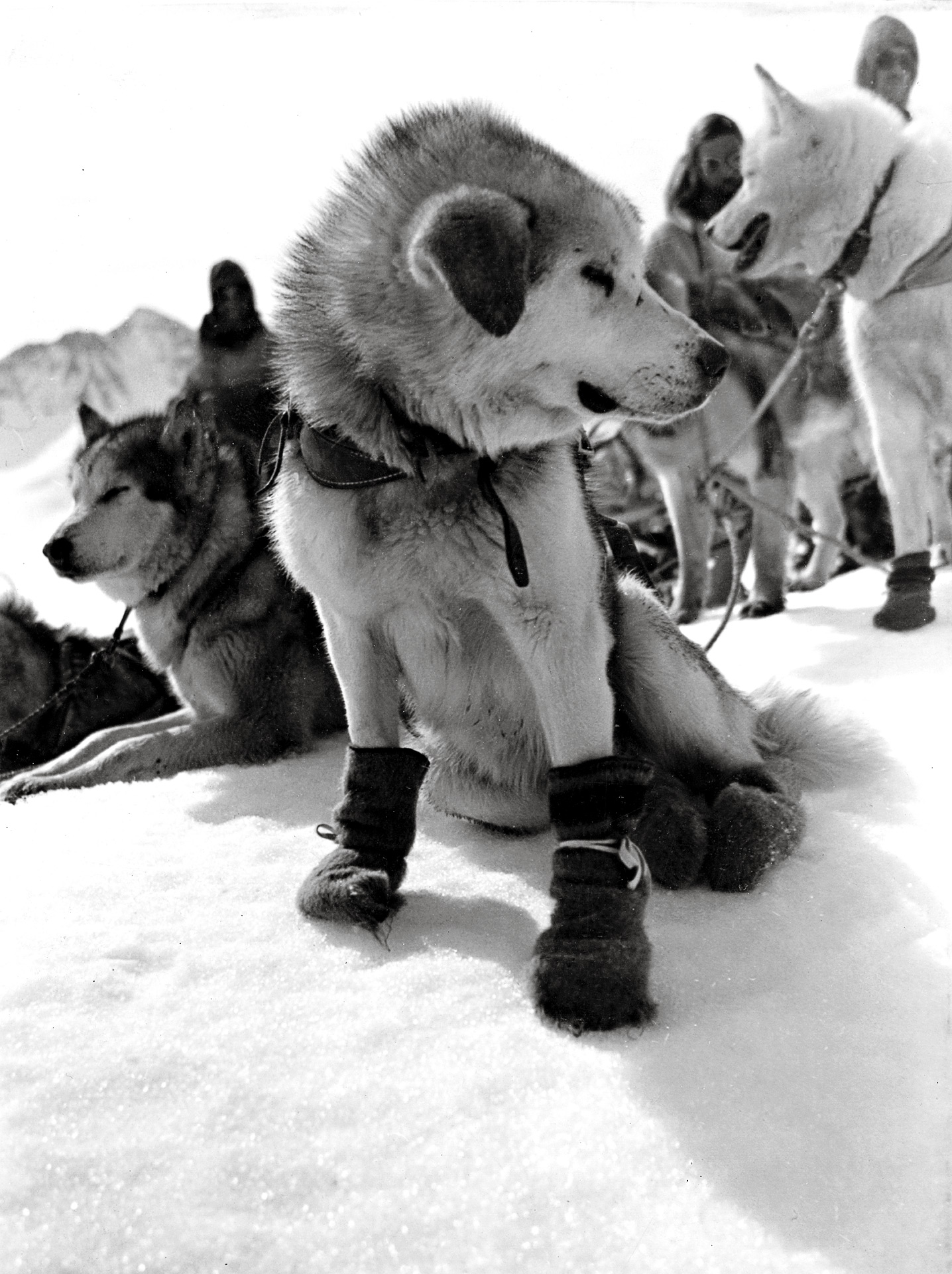 Sled dog History of Dogsledding ESPN
