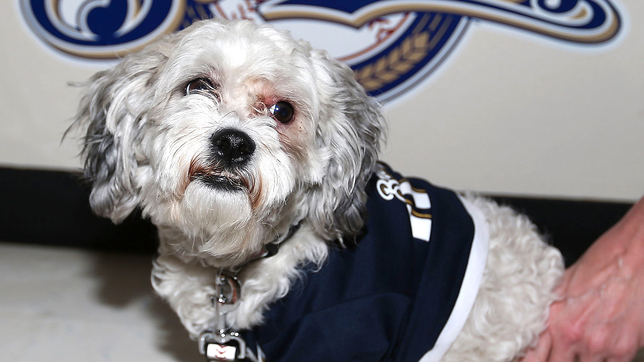 Rally Monkey, Hank the Ballpark Pup Get First Baseball Cards