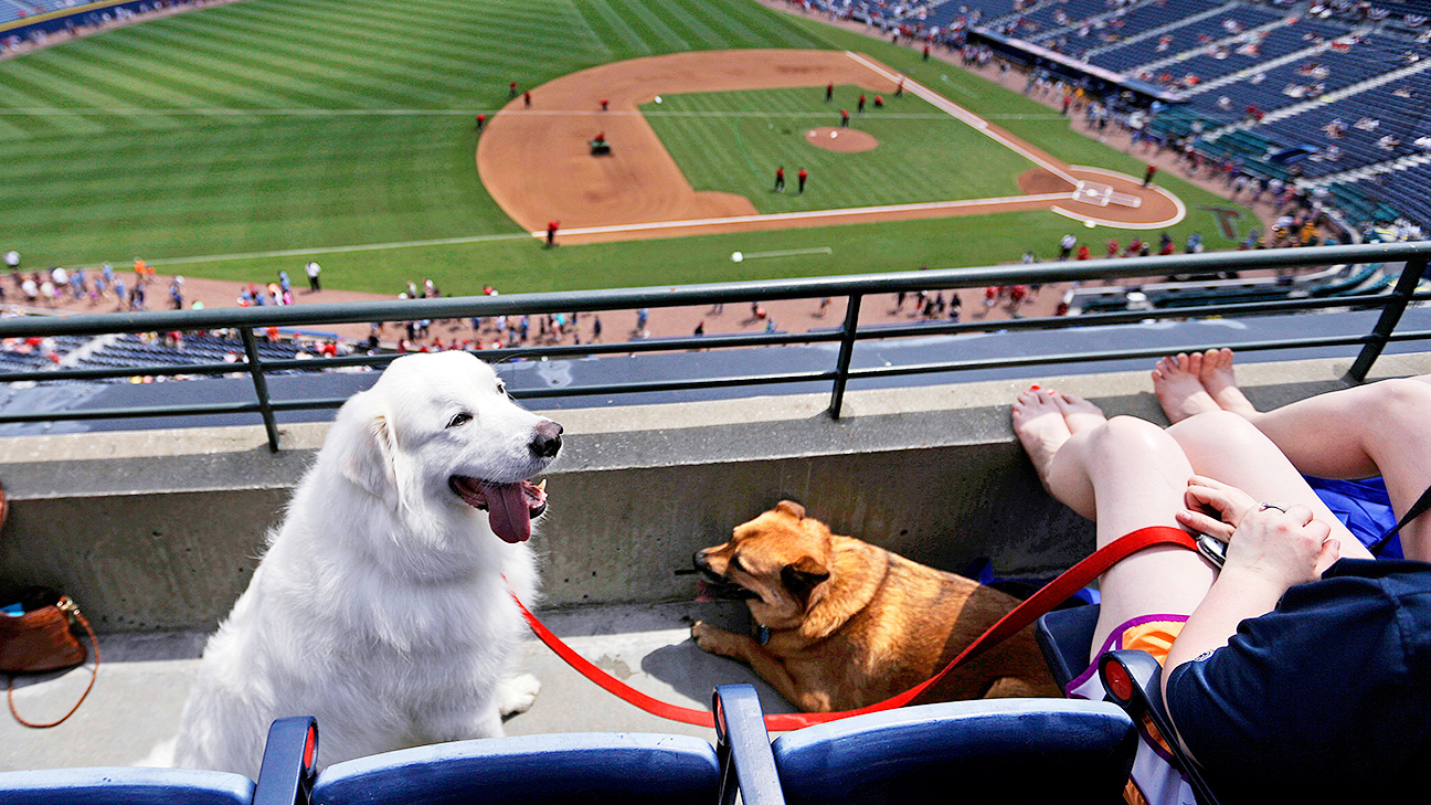 MLB - National League teams and their dog day dogs - ESPN
