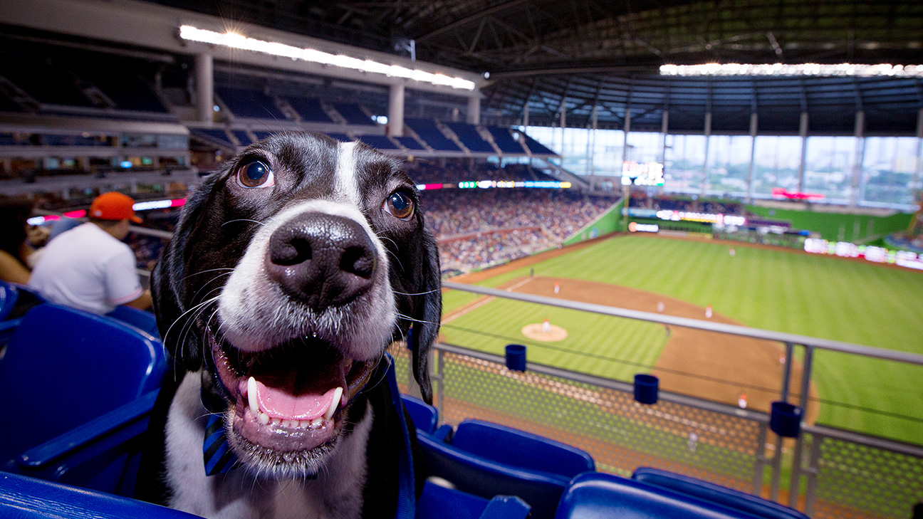 MLB - National League teams and their dog day dogs - ESPN