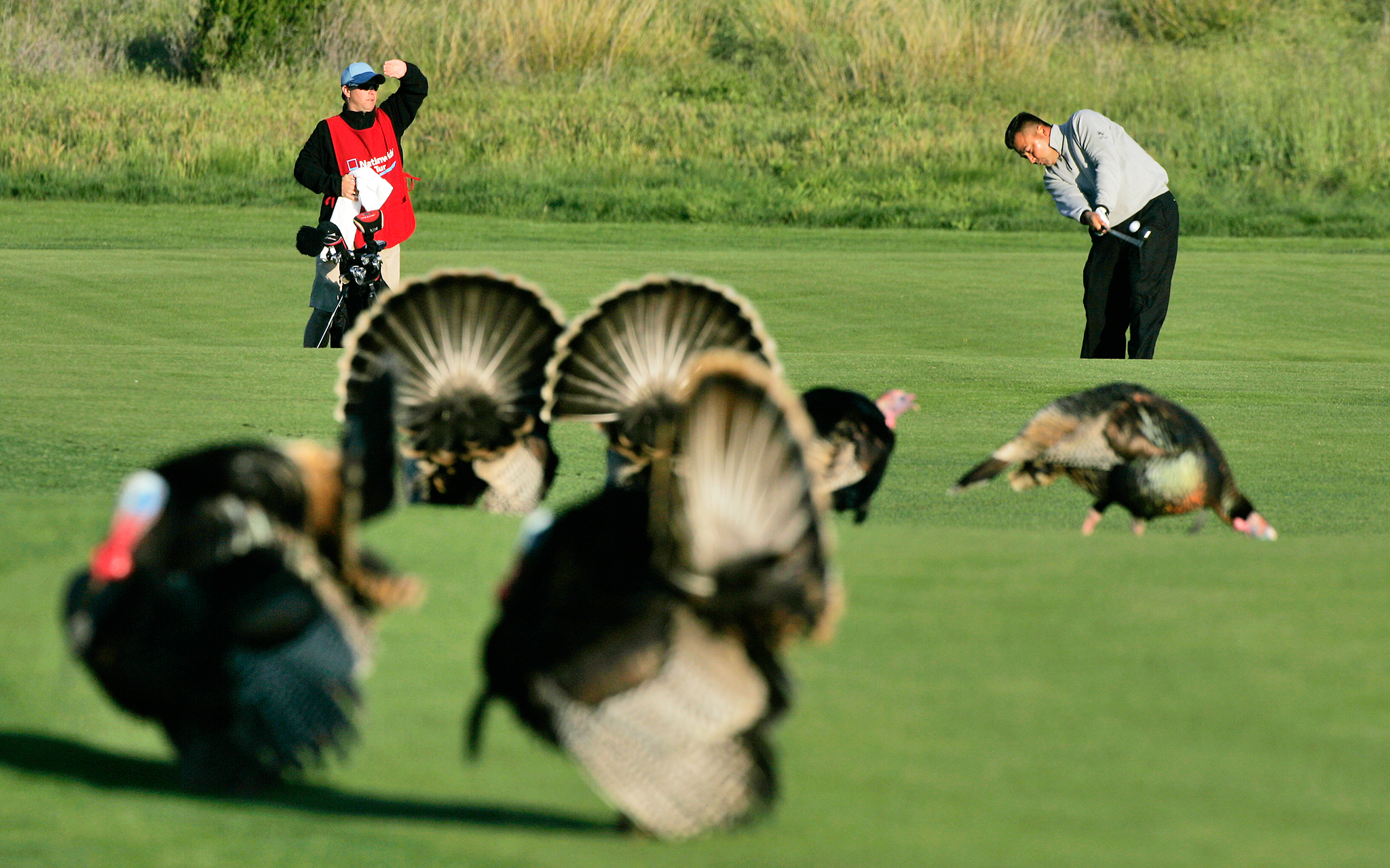 Turkeys Friday Funnies The Animals Of Golf ESPN