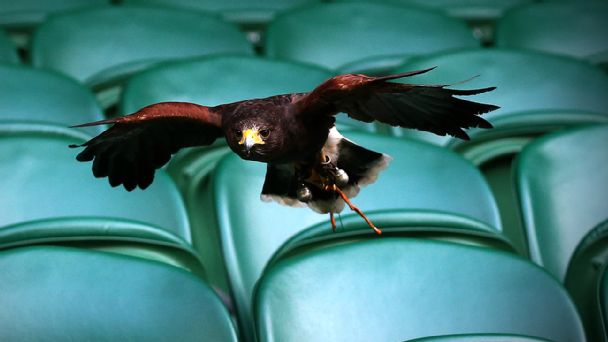 From strawberries and cream to Rufus the hawk  A look at Wimbledon s unique traditions