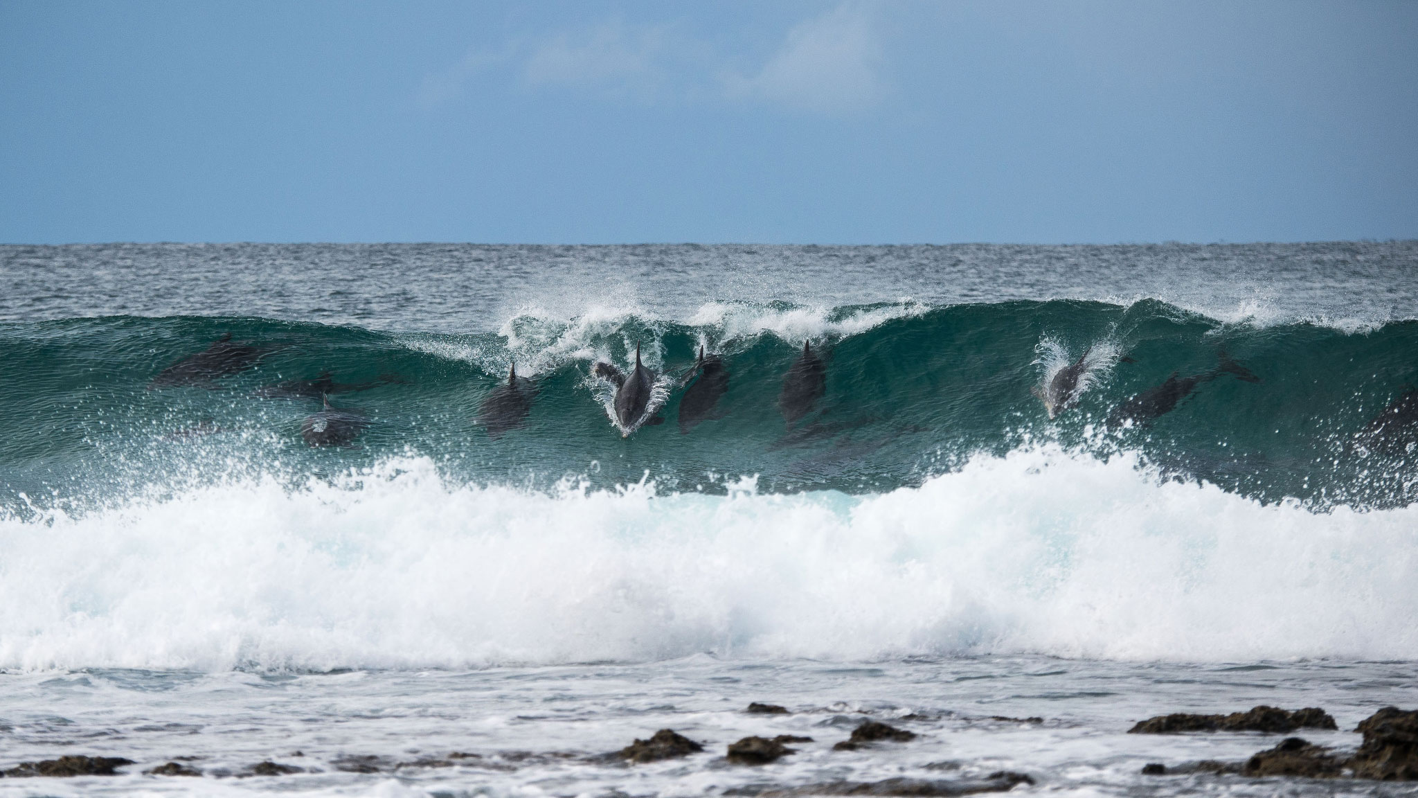 Flipper And Jaws - 2015 WSL J-Bay Open preview - X Games