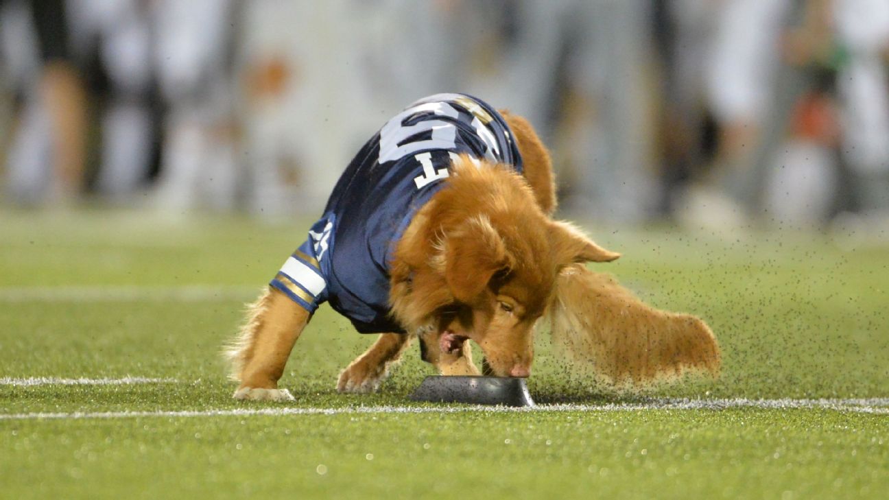 Boise State's tee-fetching dog: Adorable tradition goes back decades 