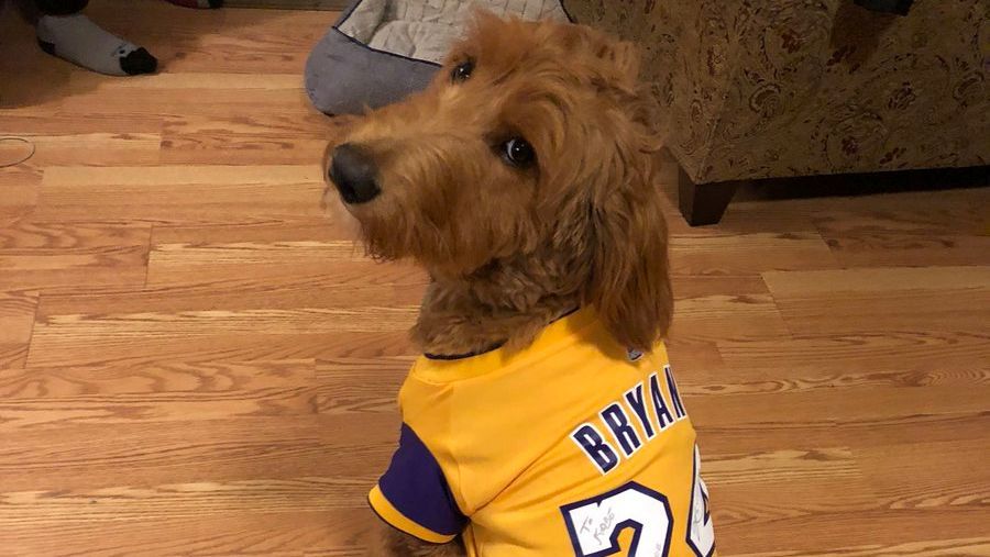 kobe bryant dog jersey