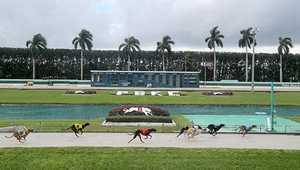 Florida vote could be a fatal blow to U.S. greyhound racing