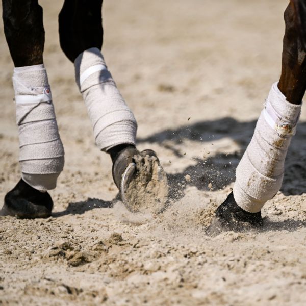 Article image accompanying Angel Quiroz, linked to horses in probe, charged with banned substance violation on WagerUp Sports News.