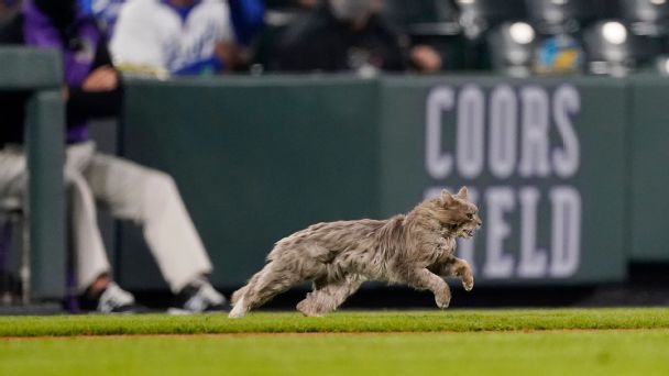Squirrels, cats, dogs ... bats? When animals ran loose in stadiums