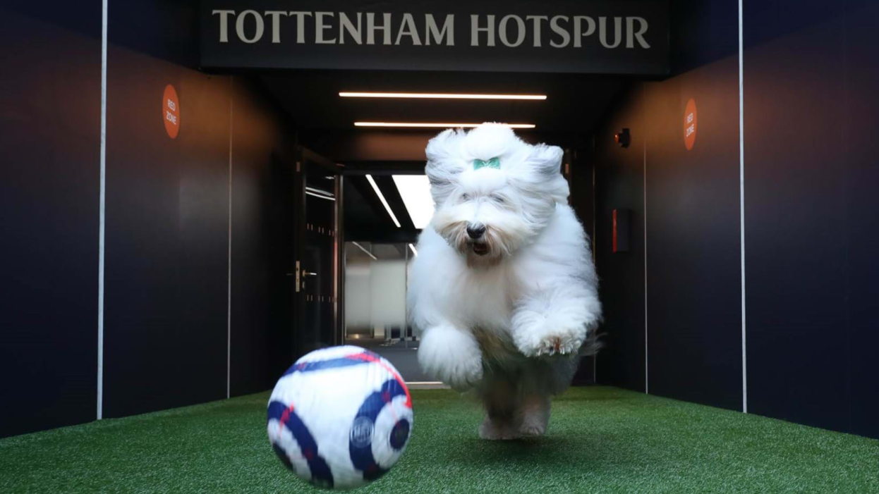 Tottenham Dog 