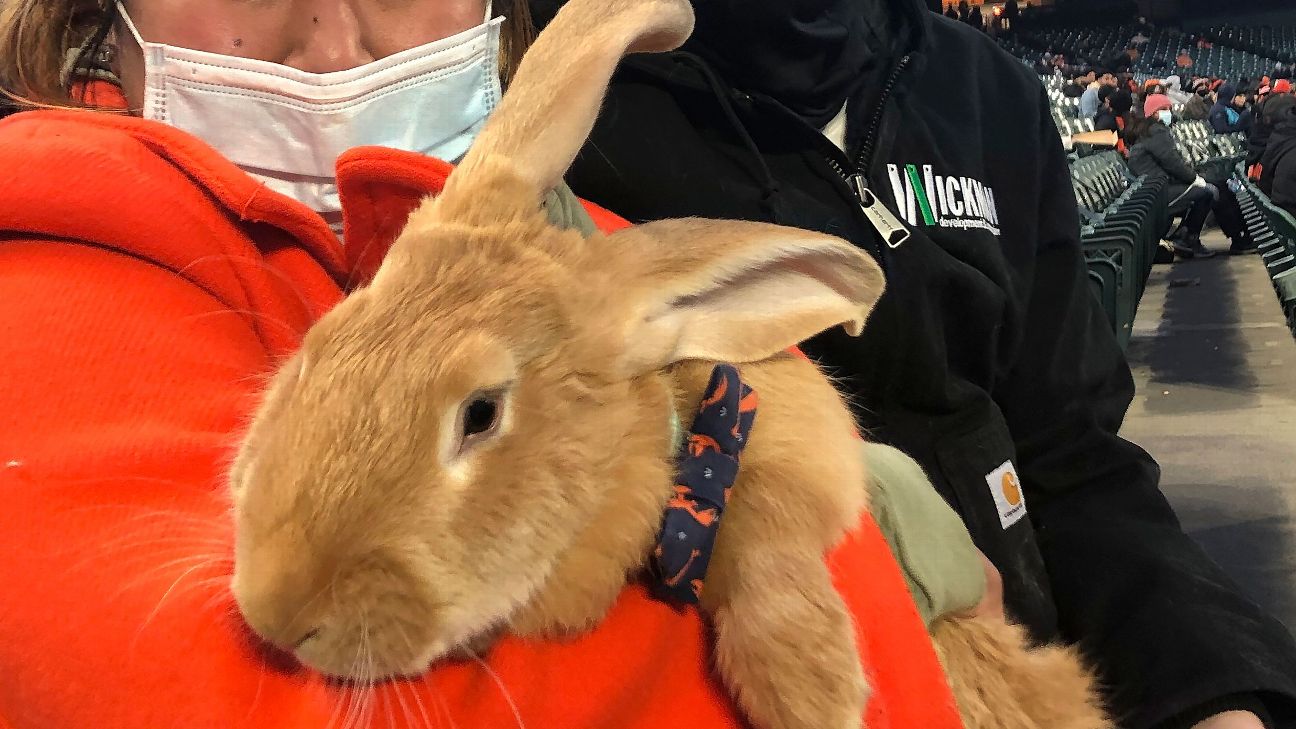 Therapy bunny in Oracle Park stands a hit with San Francisco