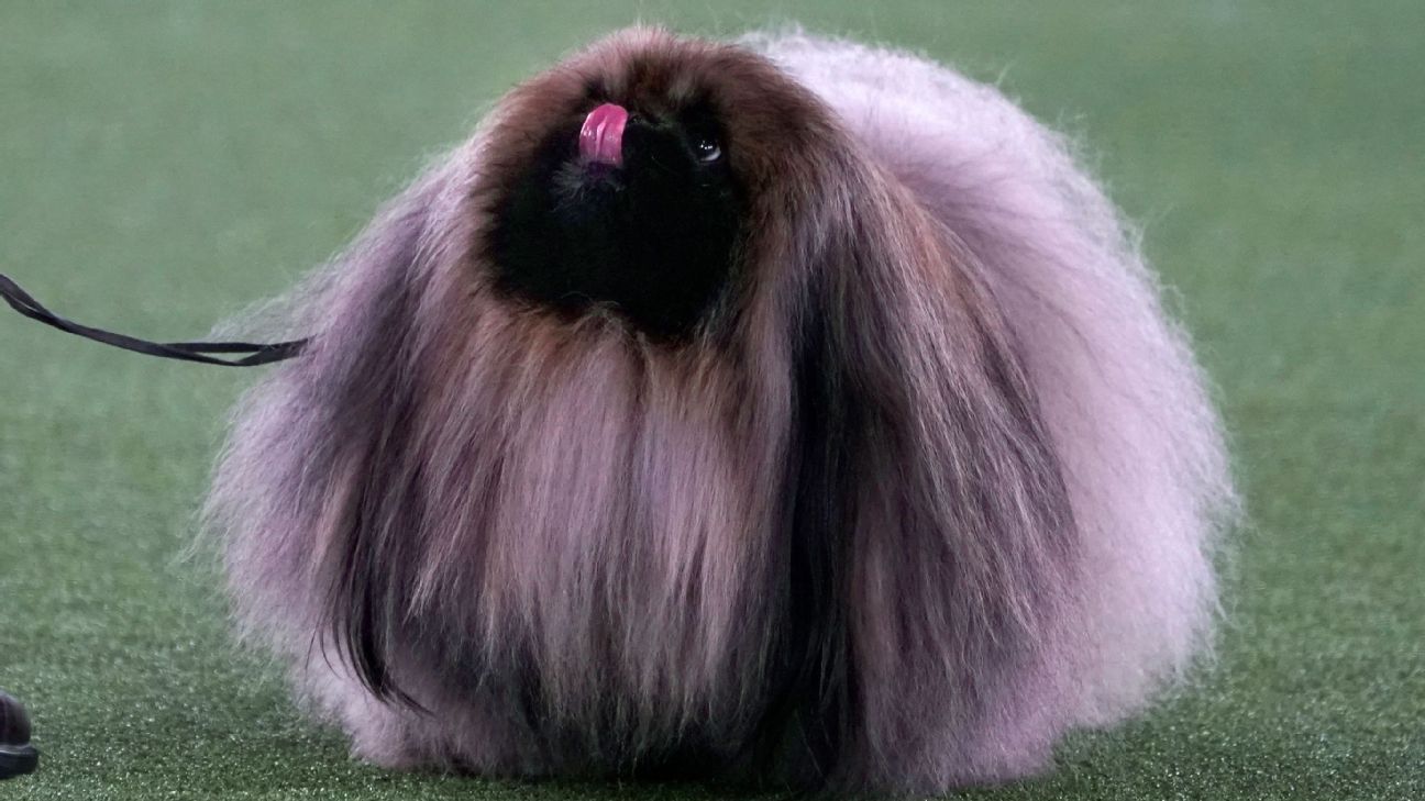 Barry Bonds: Home run king enters schnauzer in Westminster Dog Show