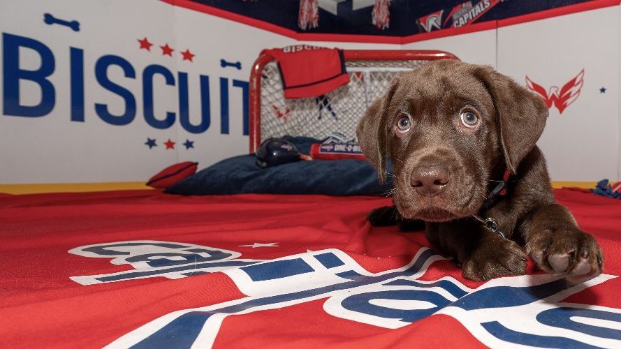 The Capitals have a new team dog. His name is Biscuit and he's