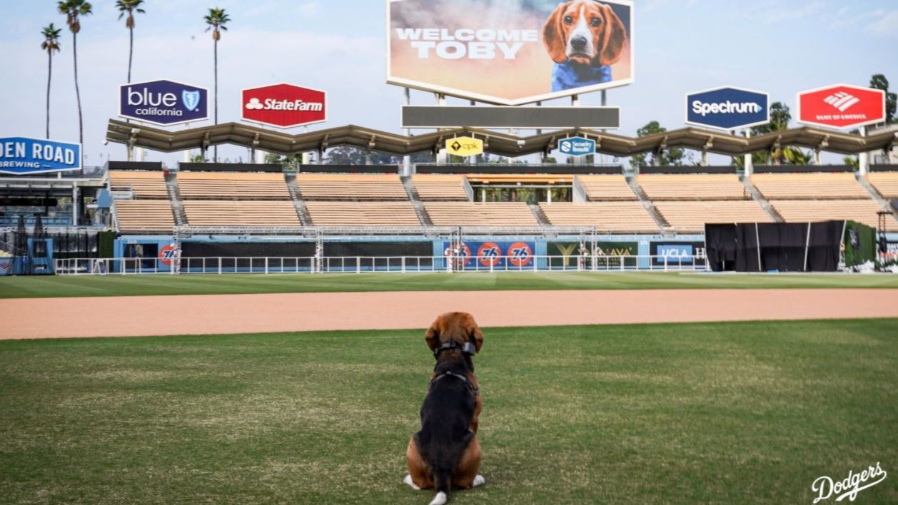 Dodger dogs! 🐶 ‪It's Pups at the - Los Angeles Dodgers