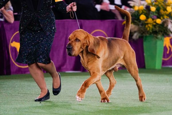 Trumpet the bloodhound wins at Westminster thumbnail