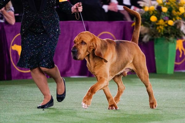 Bloodhound wins WKC over DL Fox's Frenchie