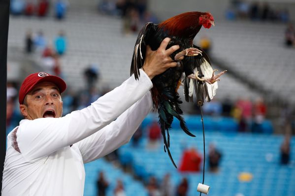 Rooster [600x400]