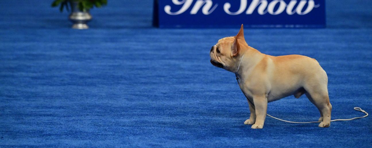 Morgan Fox's French bulldog wins national best in show - ESPN