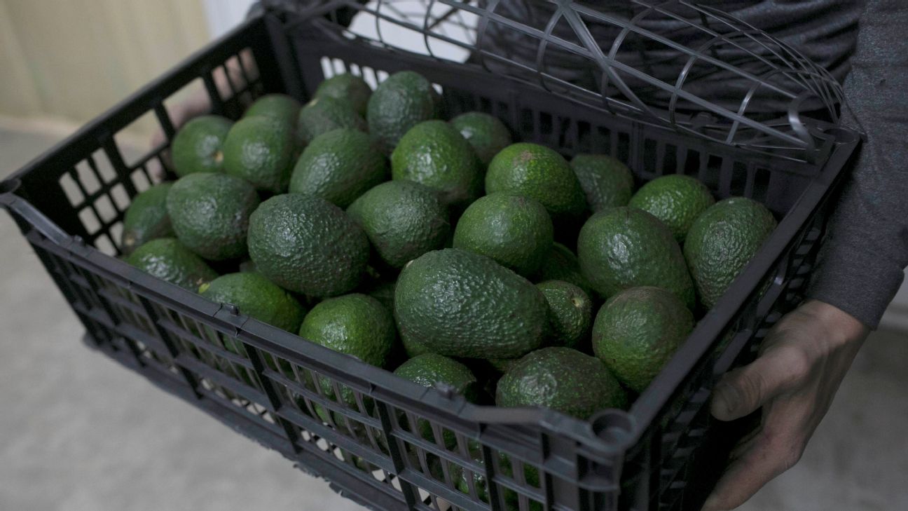 La Capital  Suspende EU Envios De Aguacate De Michoacan