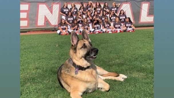 'We all love dogs': Central Missouri softball, baseball dog coaches are a hit
