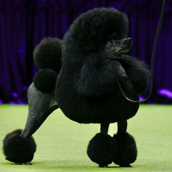 Sage, a miniature poodle, wins top prize at Westminster