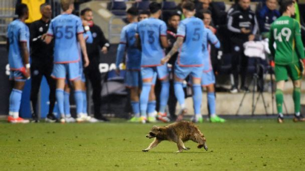 Raccoon on MLS field recalls other moments of wildlife on the field