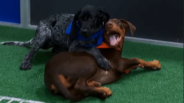 Puppy Bowl XXI: A Tail-Wagging Showdown Steals the Spotlight Before Super Bowl LIX