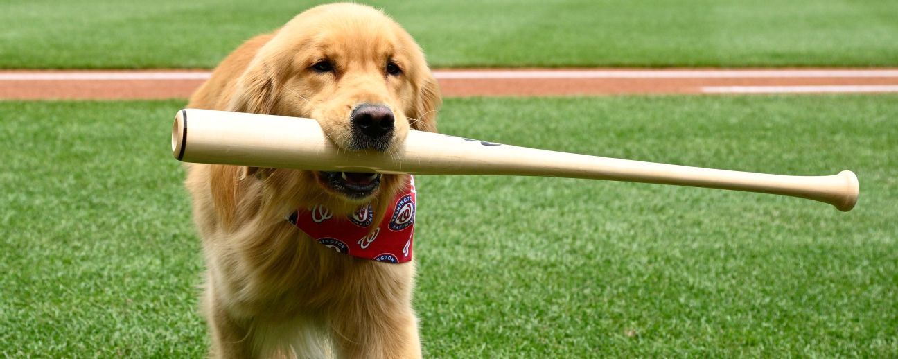 perro peludo Bruce recoge bates retrieves washington nationals ,mlb