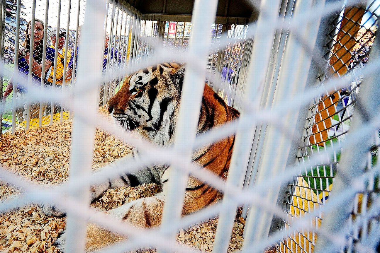 Mike the Tiger [1296x864]