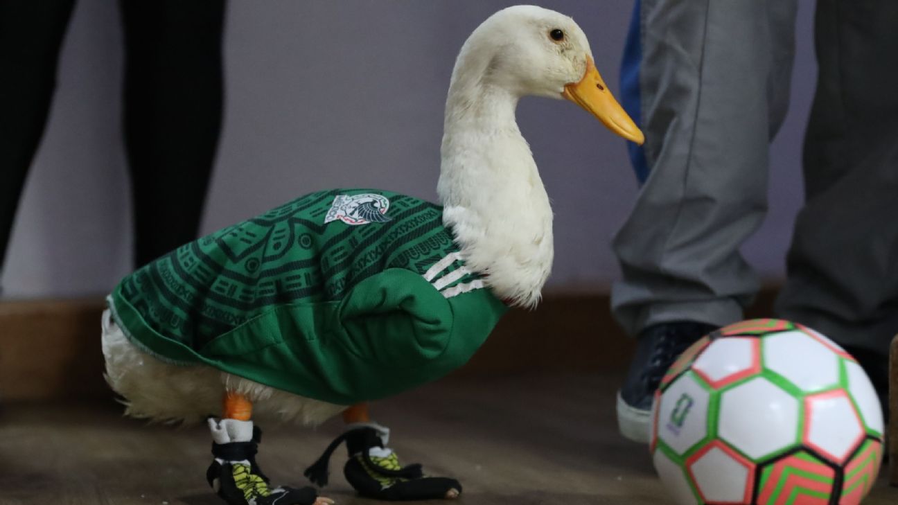 Mundial 2026: ¿Puede el pato Merlín ingresar al México vs Chequia?