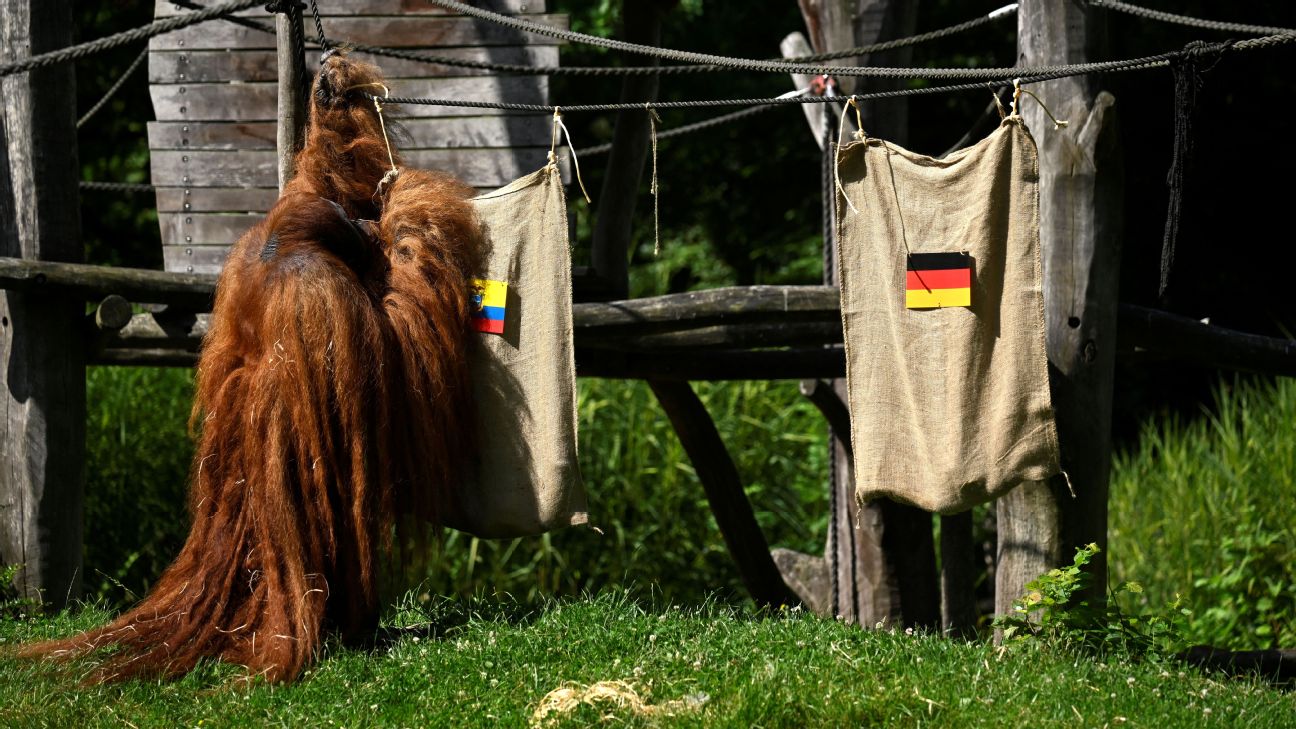 ¿Cábala? La predicción de un orangután oráculo en la que Ecuador salió beneficiado