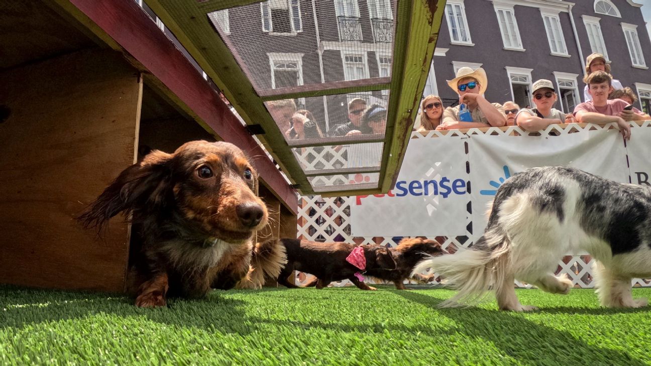 espn.com - Brianna Williams - At the Starkville Derby, wiener dogs reign as the 'South's smallest athletes