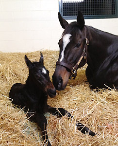 Zenyatta welcomes her first foal on the evening of March 8, 2012.