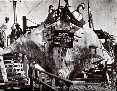 record great white shark 1959