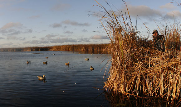 Duck Hunting Season in Alabama: Season Dates, Bag Limits, and More - AZ  Animals